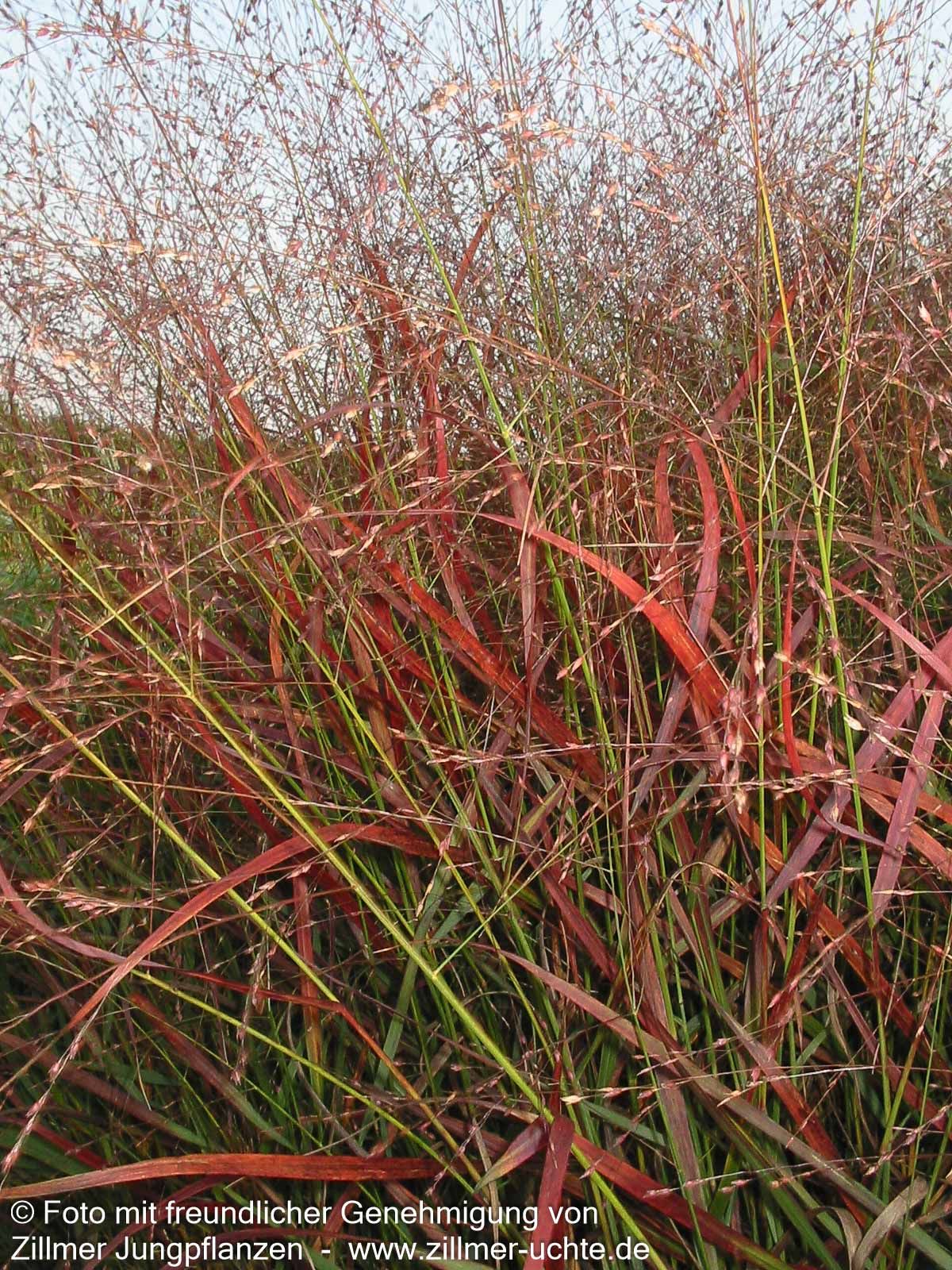 Rotbraune Ruten-Hirse 'Rotstrahlbusch' (Panicum virgatum)