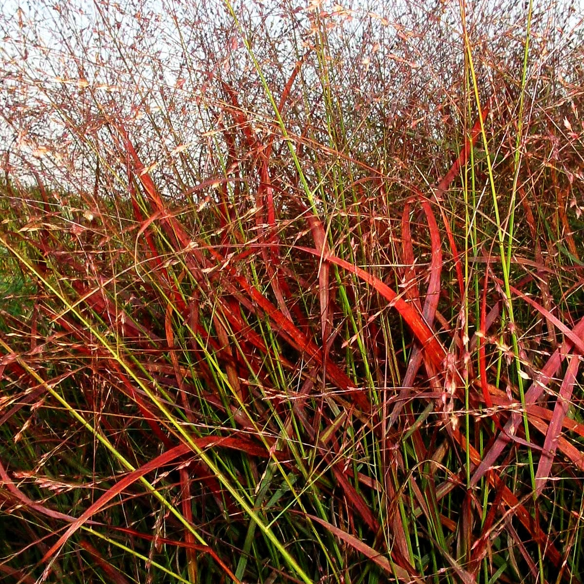 Rotbraune Ruten-Hirse 'Rotstrahlbusch' (Panicum virgatum)