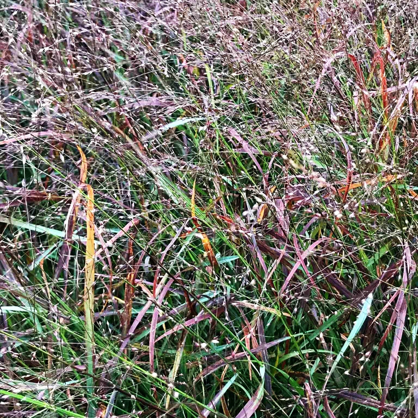 Rotbraune Ruten-Hirse 'Rotstrahlbusch' (Panicum virgatum)