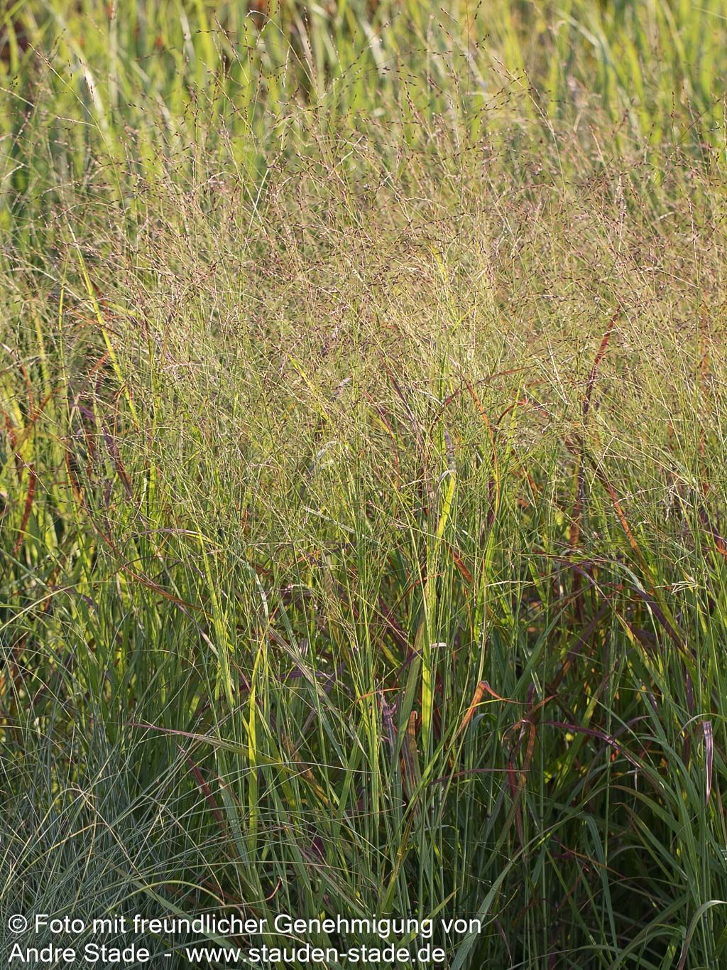 Rotbraune Ruten-Hirse 'Rotstrahlbusch' (Panicum virgatum)
