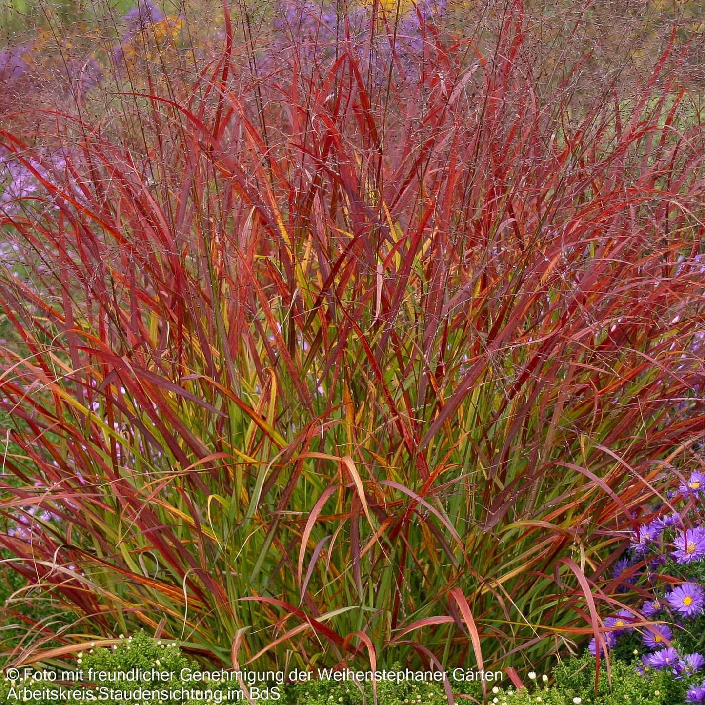 Rotbraune Ruten-Hirse 'Rotstrahlbusch' (Panicum virgatum)