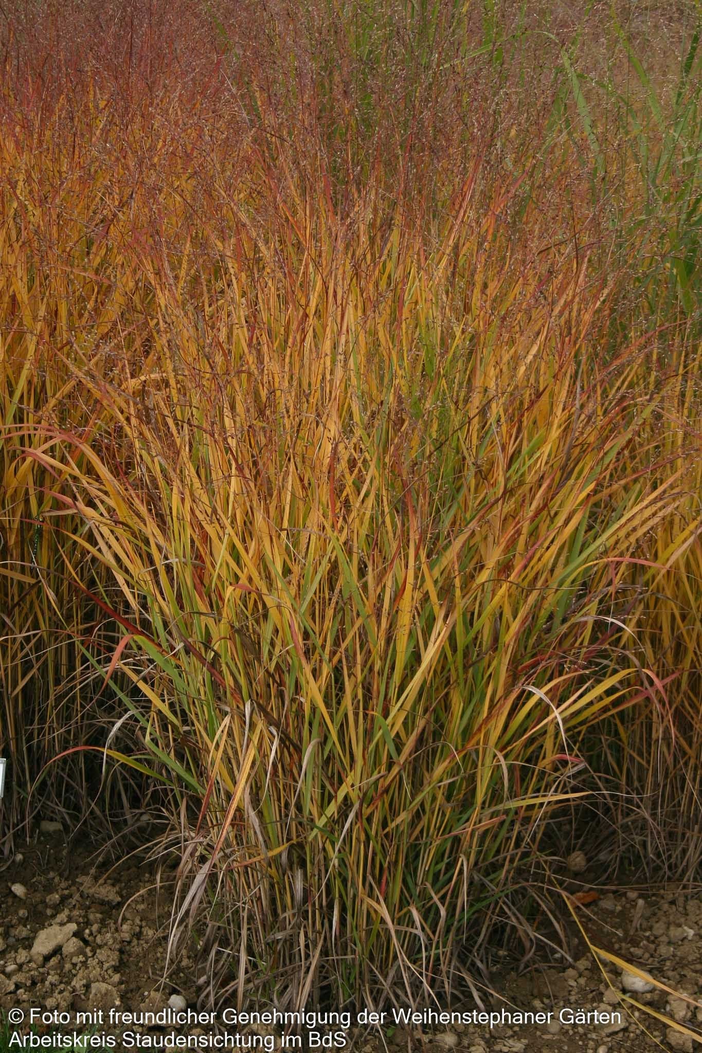 Rotbraune Ruten-Hirse 'Rotstrahlbusch' (Panicum virgatum)