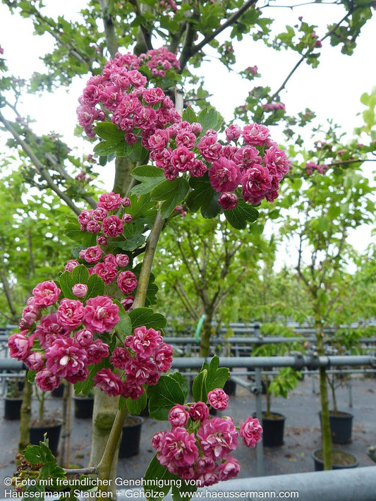 Rotdorn 'Paul's Scarlet' (Crataegus laevigata)
