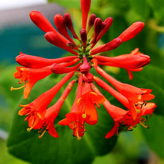 Rote Geißschlinge 'Dropmore Scarlet' (Lonicera x brownii)