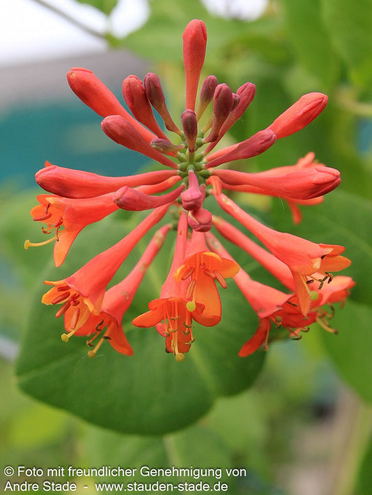 Rote Geißschlinge 'Dropmore Scarlet' (Lonicera x brownii)