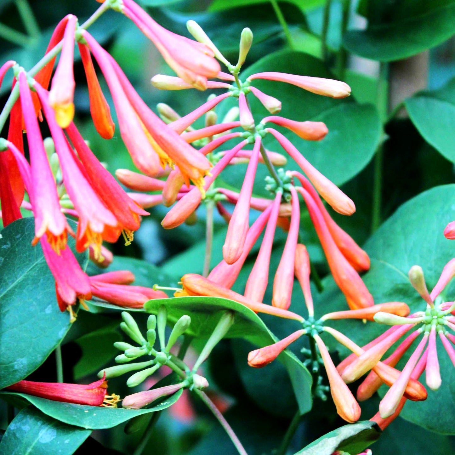 Rote Geißschlinge 'Dropmore Scarlet' (Lonicera x brownii)