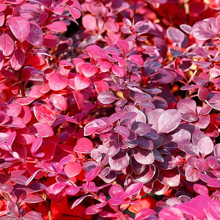 Rote Hecken-Berberitze 'Atropurpurea' (Berberis thunbergii)