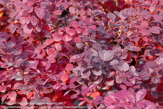 Rote Hecken-Berberitze 'Atropurpurea' (Berberis thunbergii)