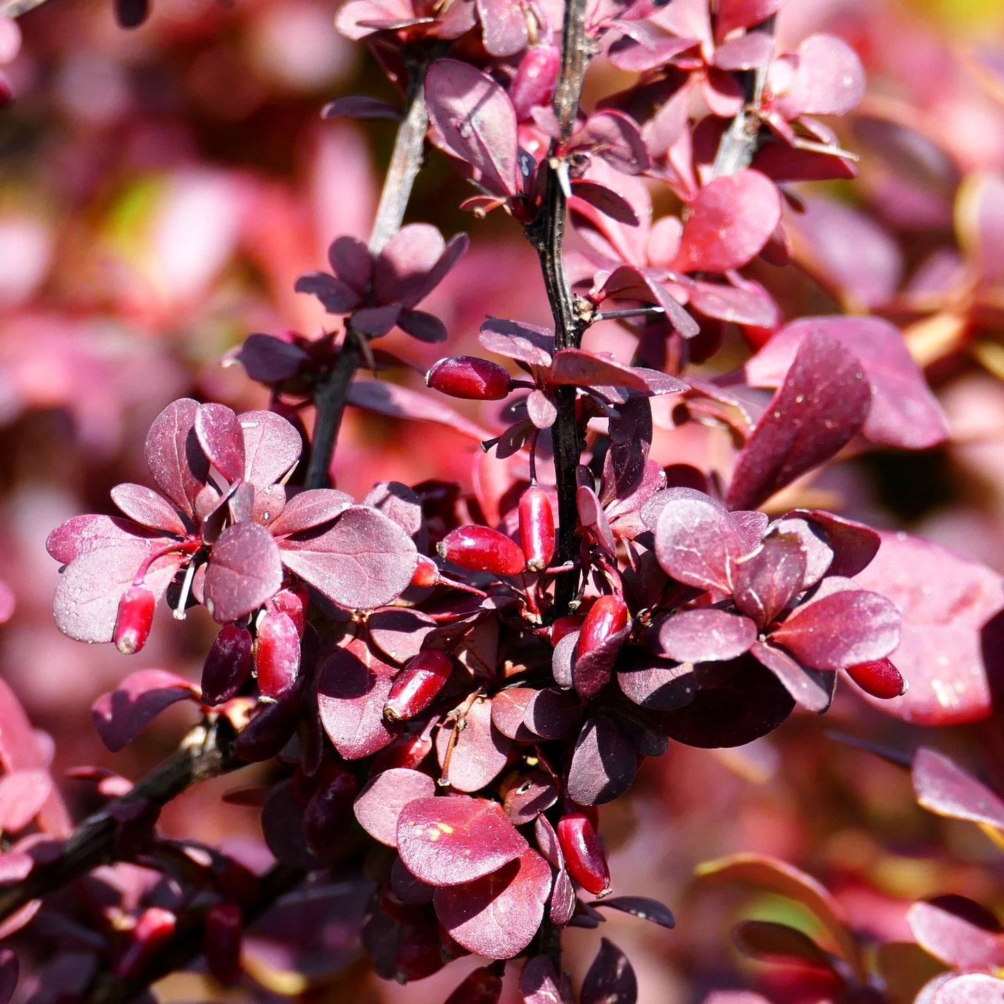 Rote Hecken-Berberitze 'Atropurpurea' (Berberis thunbergii)