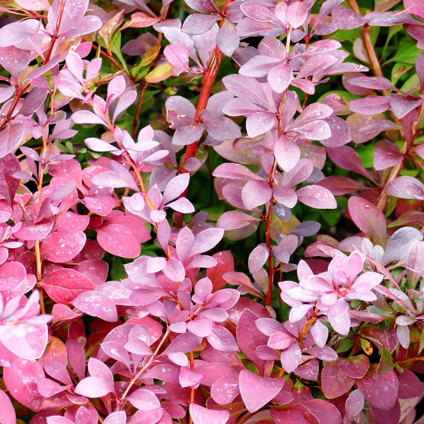 Rote Hecken-Berberitze 'Atropurpurea' (Berberis thunbergii)