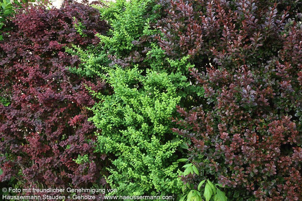 Rote Hecken-Berberitze 'Atropurpurea' (Berberis thunbergii)