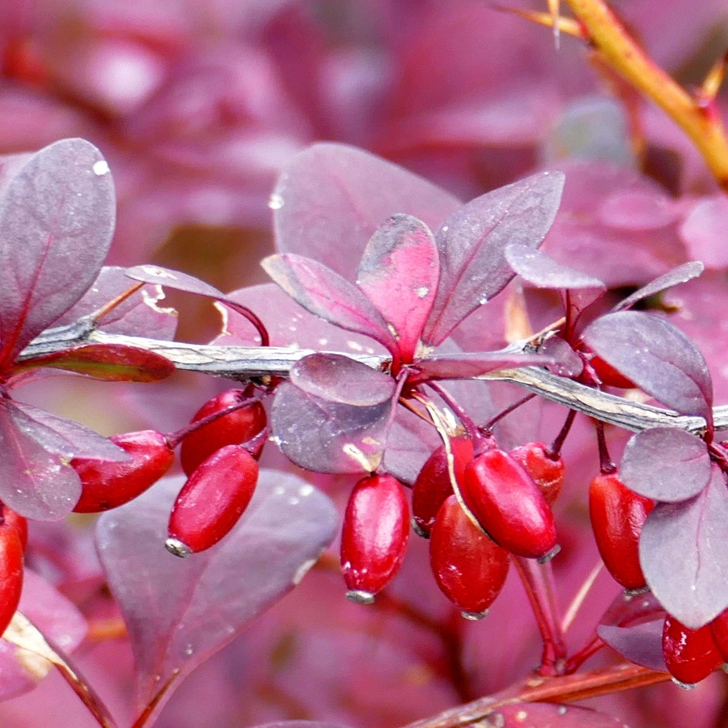 Rote Hecken-Berberitze 'Atropurpurea' (Berberis thunbergii)