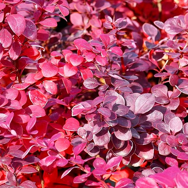 Rote Hecken-Berberitze 'Atropurpurea' (Berberis thunbergii)
