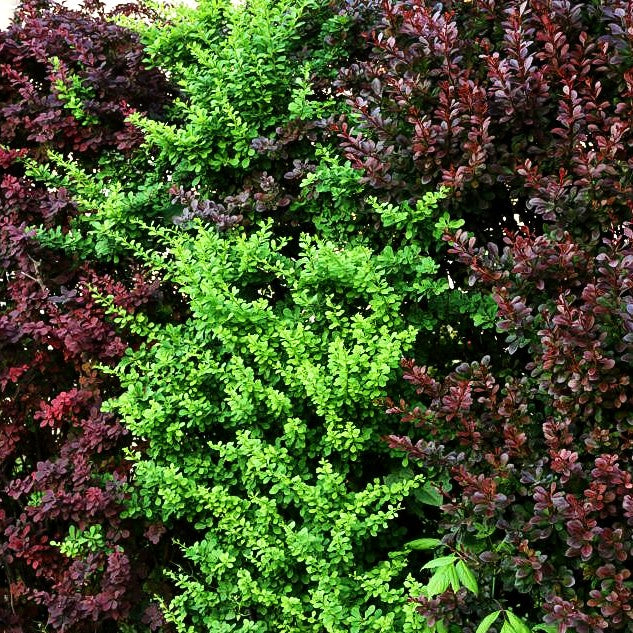 Rote Hecken-Berberitze 'Atropurpurea' (Berberis thunbergii)