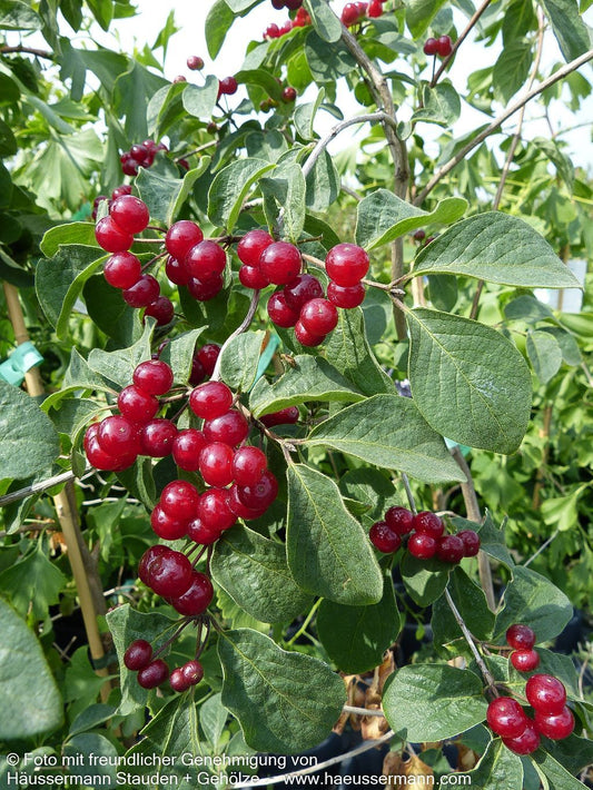 Rote Heckenkirsche (Lonicera xylosteum)