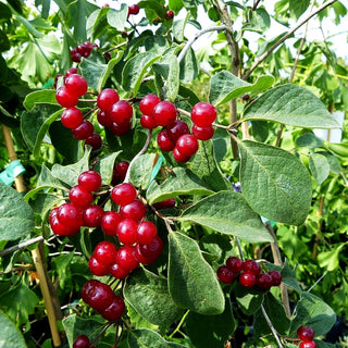 Rote Heckenkirsche (Lonicera xylosteum)