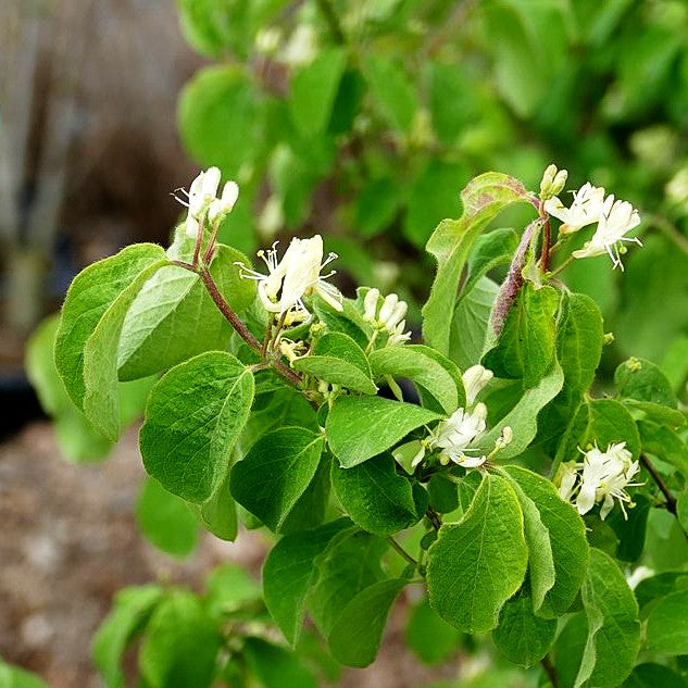 Rote Heckenkirsche (Lonicera xylosteum)