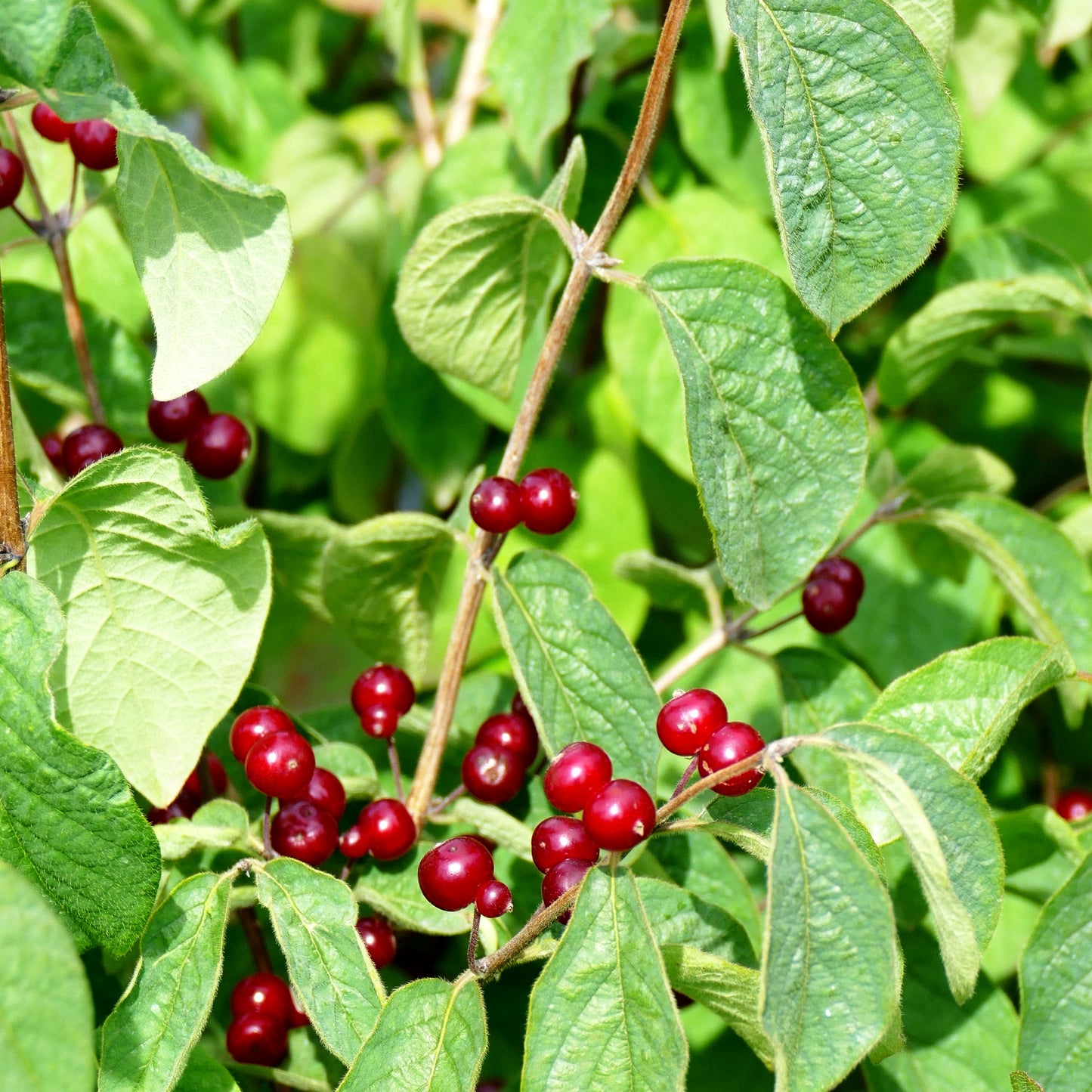 Rote Heckenkirsche (Lonicera xylosteum)