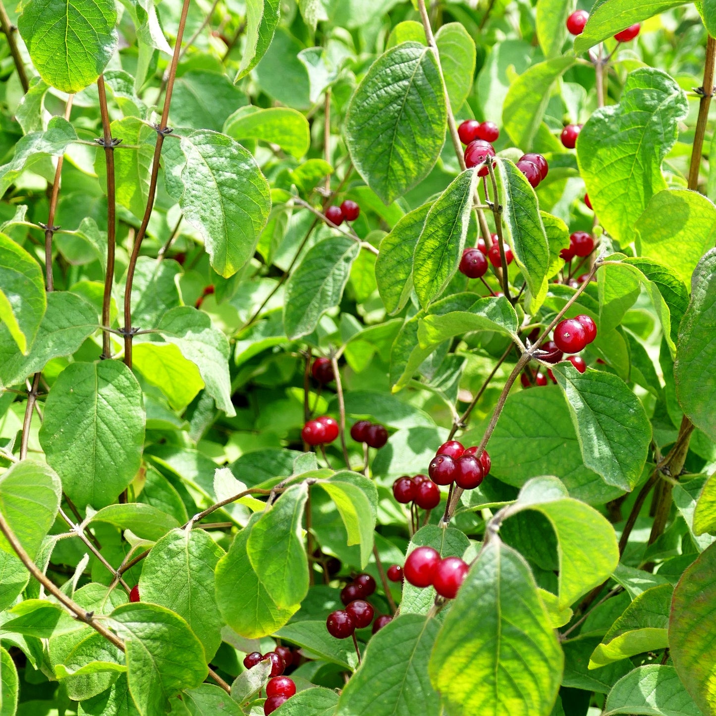 Rote Heckenkirsche (Lonicera xylosteum)
