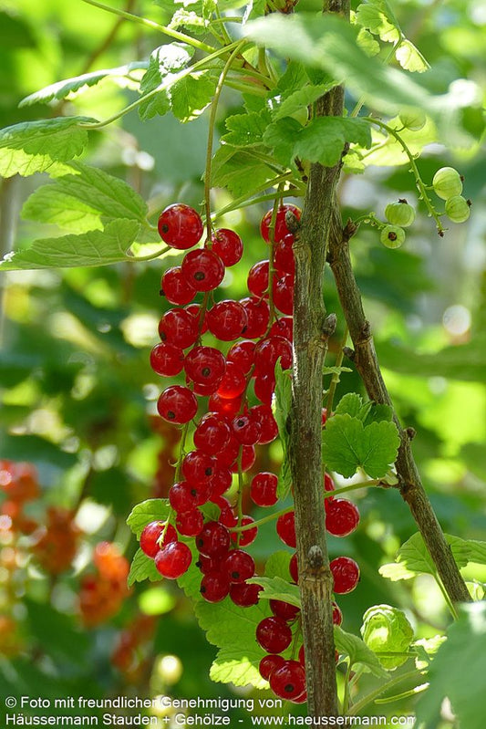 Rote Johannisbeere 'Jonkheer van Tets' (Ribes rubrum  I)