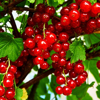 Rote Johannisbeere 'Jonkheer van Tets' (Ribes rubrum I)