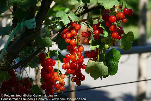 Rote Johannisbeere 'Rolan' (Ribes rubrum  II)