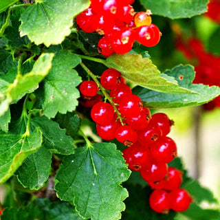 Rote Johannisbeere 'Rolan' (Ribes rubrum II)
