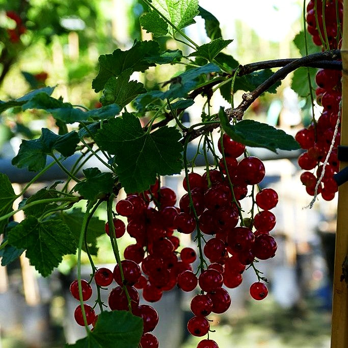 Rote Johannisbeere 'Rolan' (Ribes rubrum II)