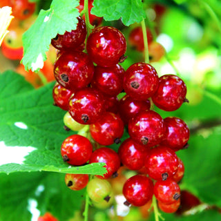 Rote Johannisbeere 'Rosetta' (Ribes rubrum I)