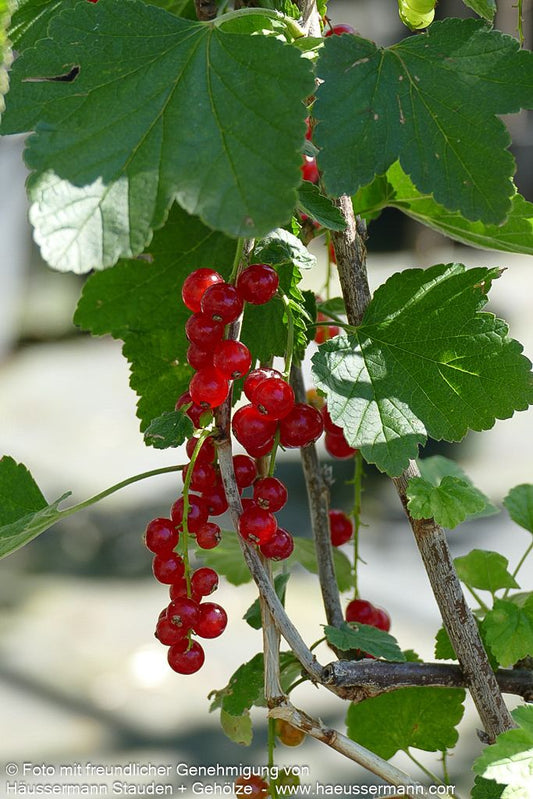 Rote Johannisbeere 'Rovada' (Ribes rubrum  II)