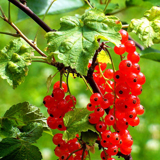 Rote Johannisbeere 'Rovada' (Ribes rubrum II)