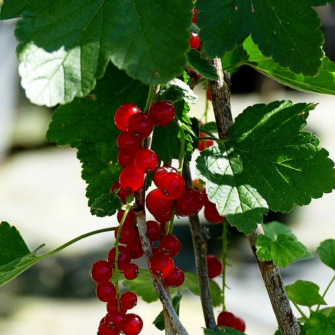 Rote Johannisbeere 'Rovada' (Ribes rubrum II)