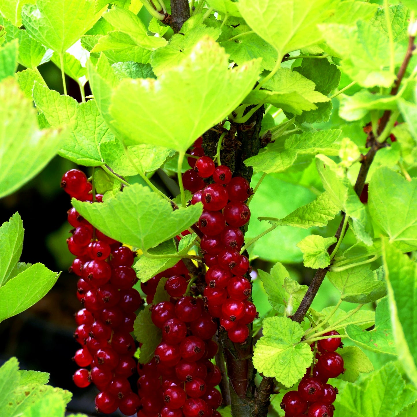Rote Johannisbeere 'Sonette' (Ribes rubrum Ribest)