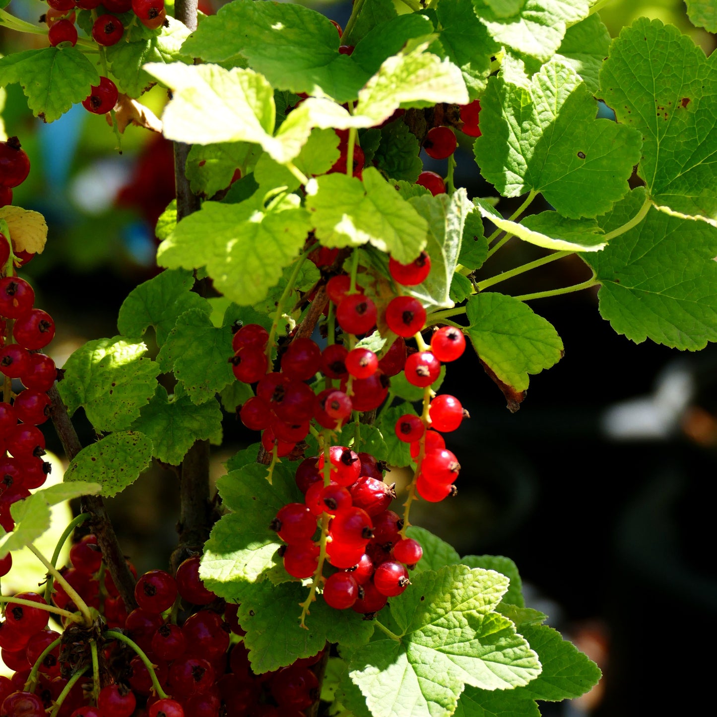 Rote Johannisbeere 'Sonette' (Ribes rubrum Ribest)