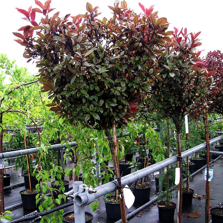 Rote Trauben-Kirsche 'Red Ball' (Prunus padus)