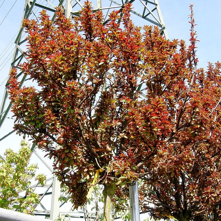 Rote Trauben-Kirsche 'Red Ball' (Prunus padus)