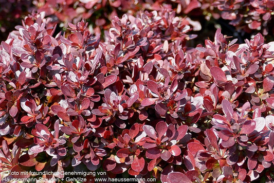 Rote Zwerg-Berberitze 'Bagatelle' (Berberis thunbergii)