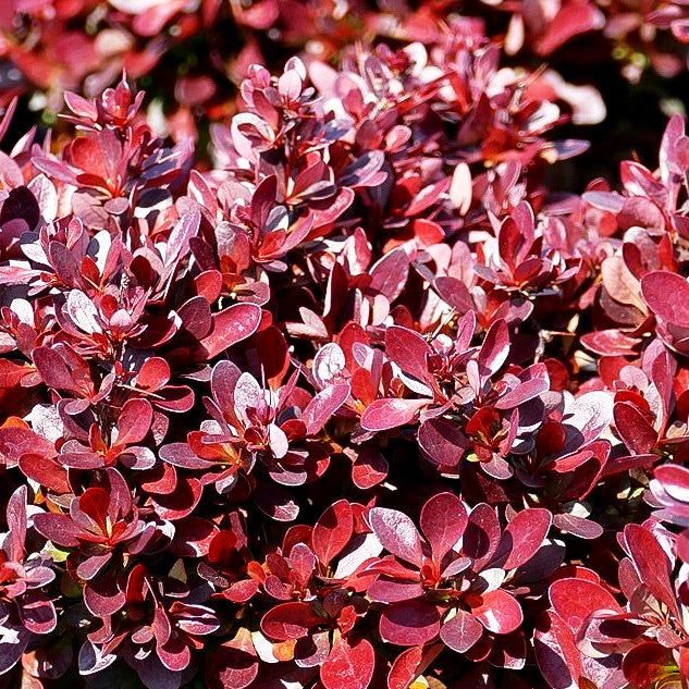 Rote Zwerg-Berberitze 'Bagatelle' (Berberis thunbergii)
