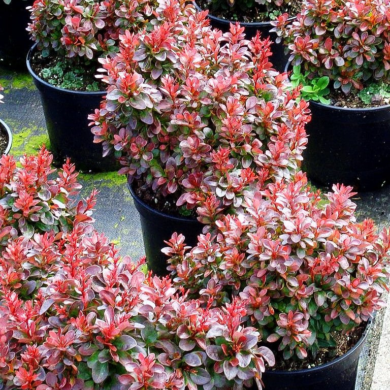 Rote Zwerg-Berberitze 'Bagatelle' (Berberis thunbergii)