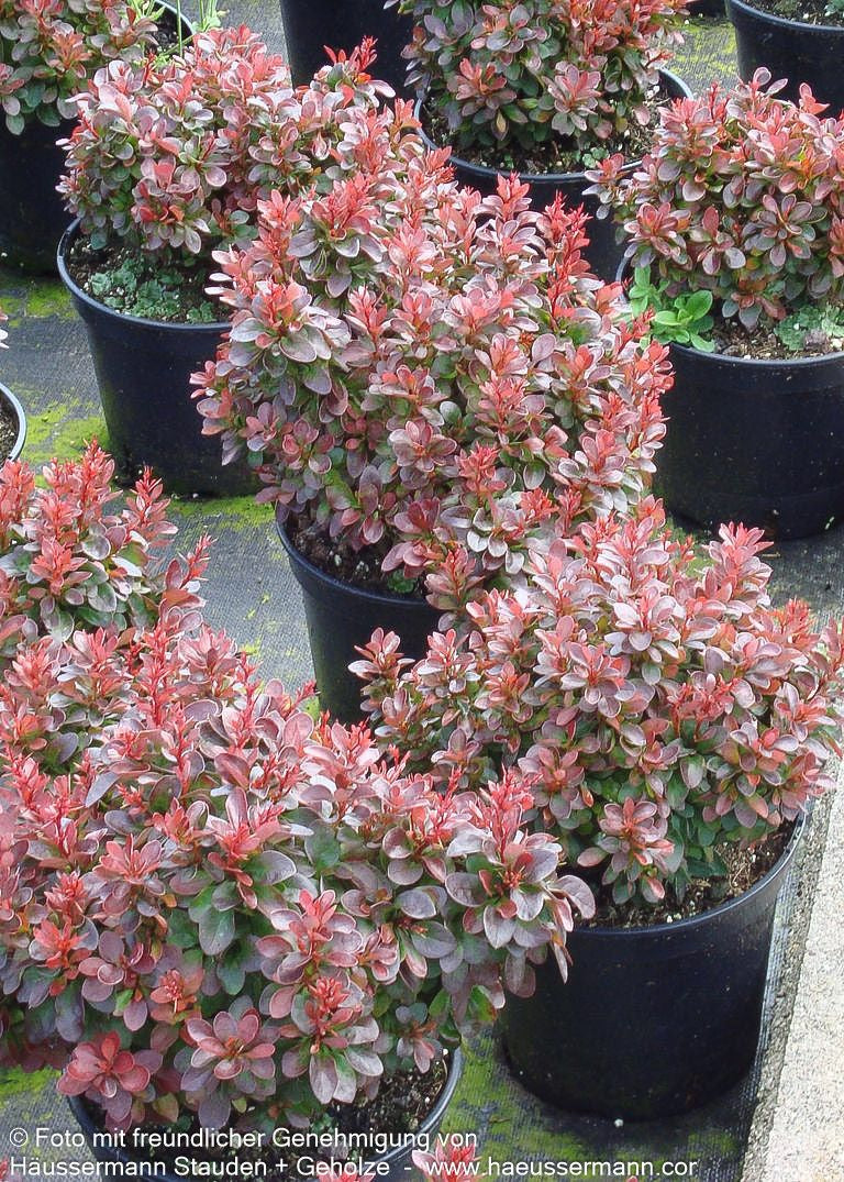 Rote Zwerg-Berberitze 'Bagatelle' (Berberis thunbergii)