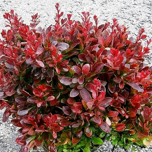 Rote Zwerg-Berberitze 'Bagatelle' (Berberis thunbergii)