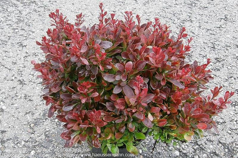 Rote Zwerg-Berberitze 'Bagatelle' (Berberis thunbergii)
