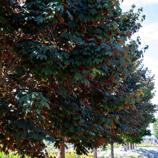 Roter Berg-Ahorn 'Atropurpureum' (Acer pseudoplatanus)