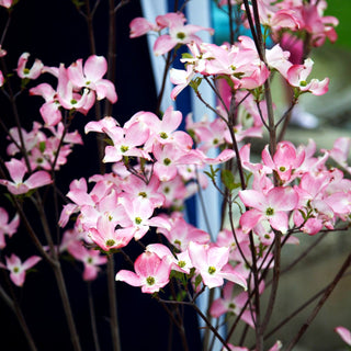Roter Blumen-Hartriegel 'Rubra' (Cornus florida)
