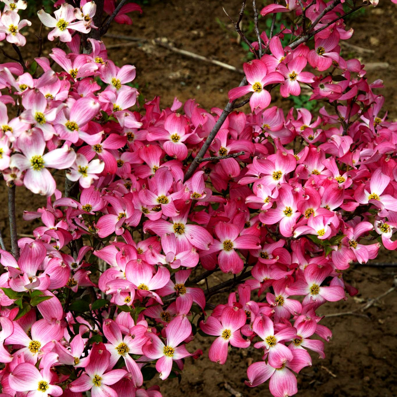 Roter Blumen-Hartriegel 'Rubra' (Cornus florida)