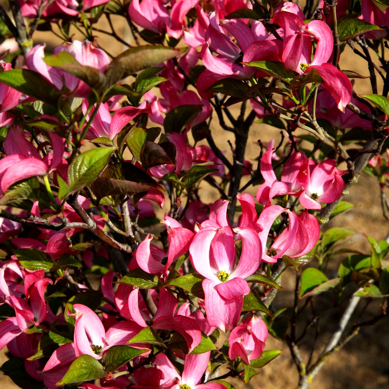Roter Blumen-Hartriegel 'Rubra' (Cornus florida)
