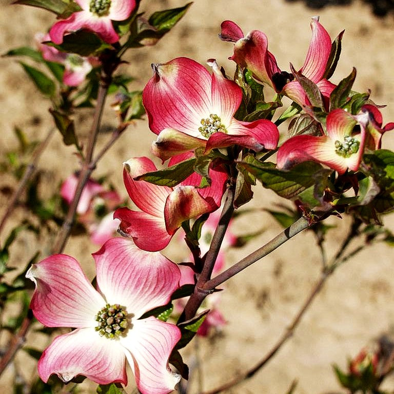 Roter Blumen-Hartriegel 'Rubra' (Cornus florida)