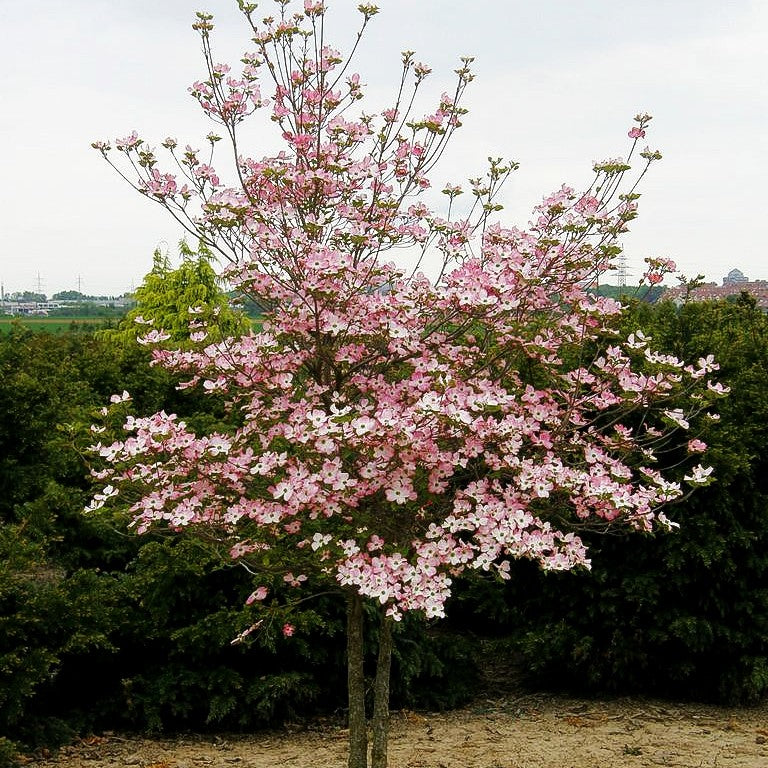 Roter Blumen-Hartriegel 'Rubra' (Cornus florida)