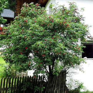 Roter Holunder (Sambucus racemosa)