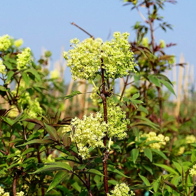 Roter Holunder (Sambucus racemosa)